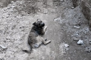 Sandra Hauser il_cane_sw